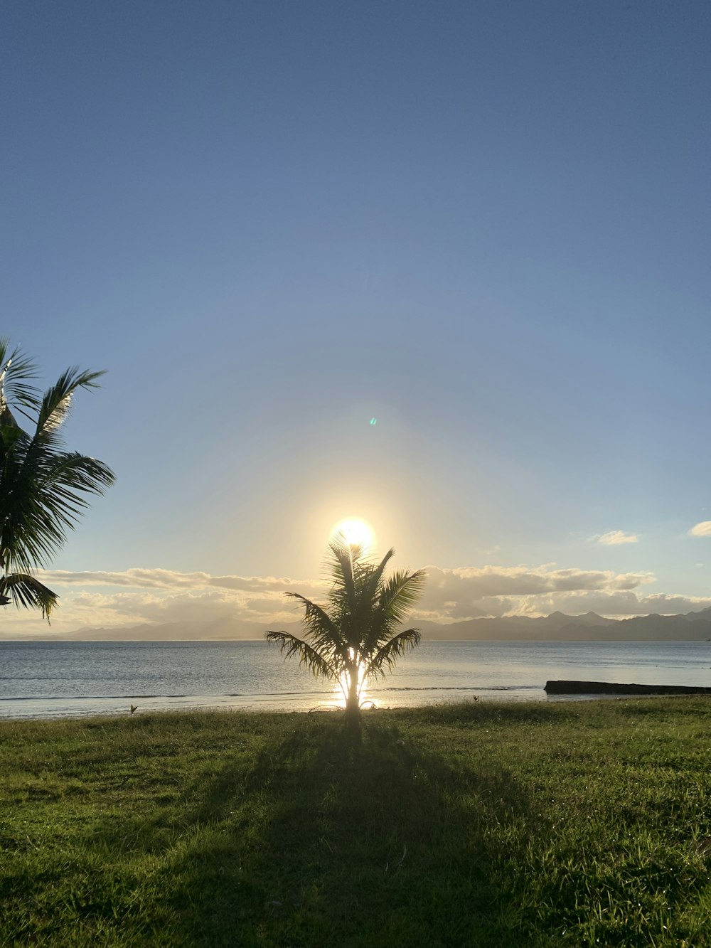 sun setting behind palm tree at the beach