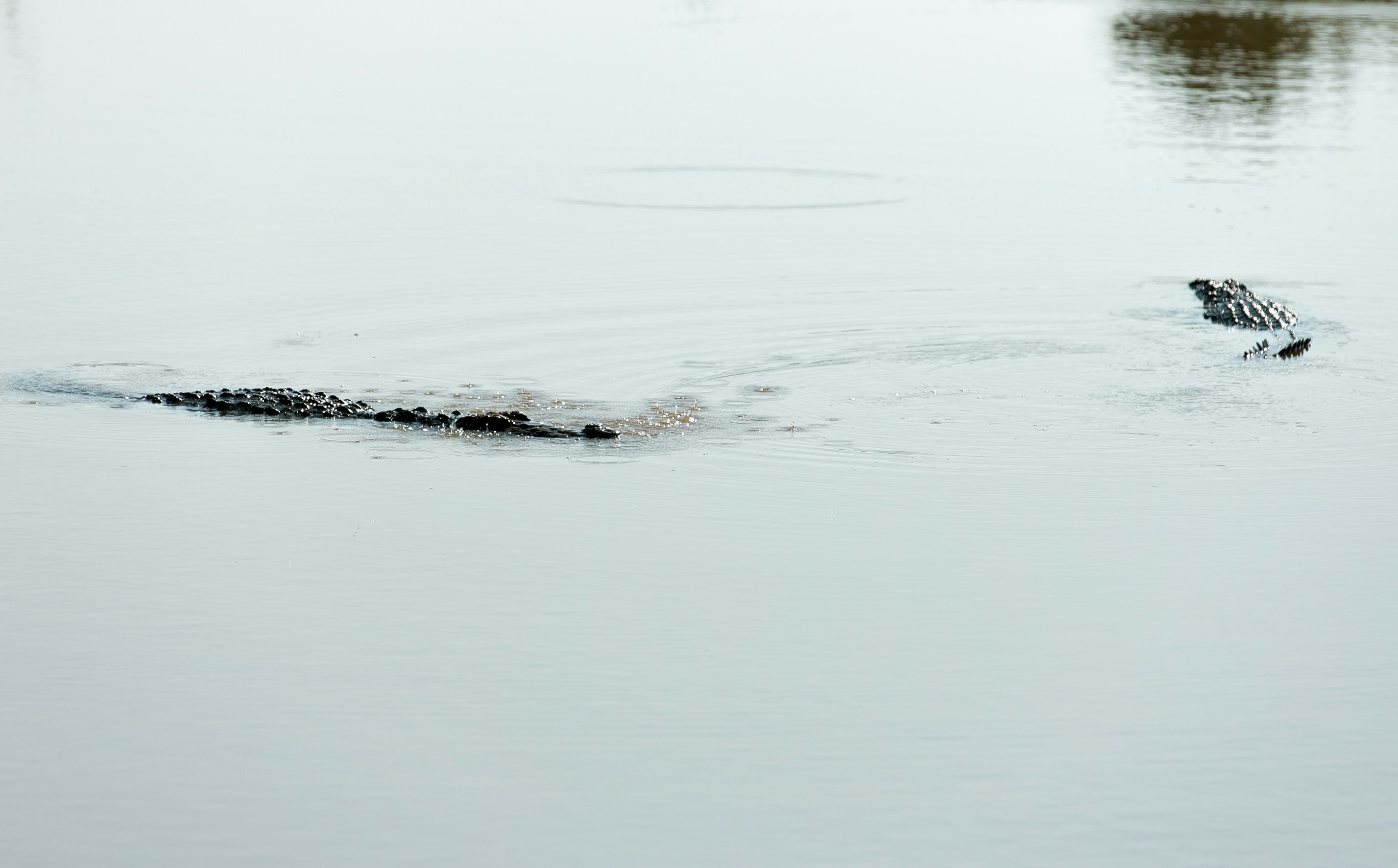 black crocodile on lake, 