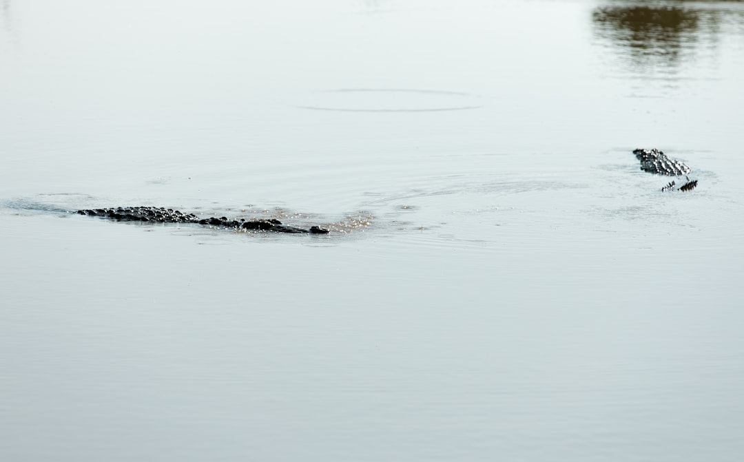 black crocodile on lake,