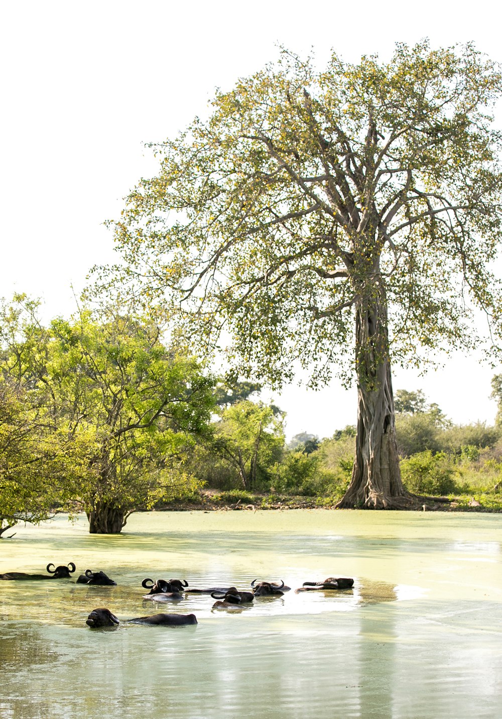 Grupo de búfalos en el lago