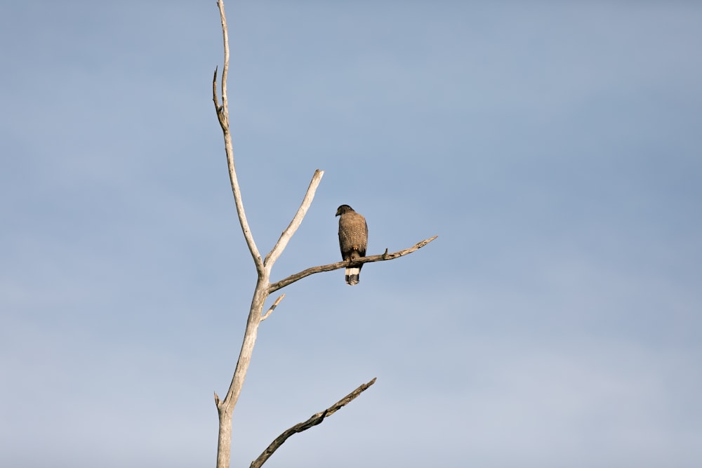 木の枝にとまる灰色の鳥