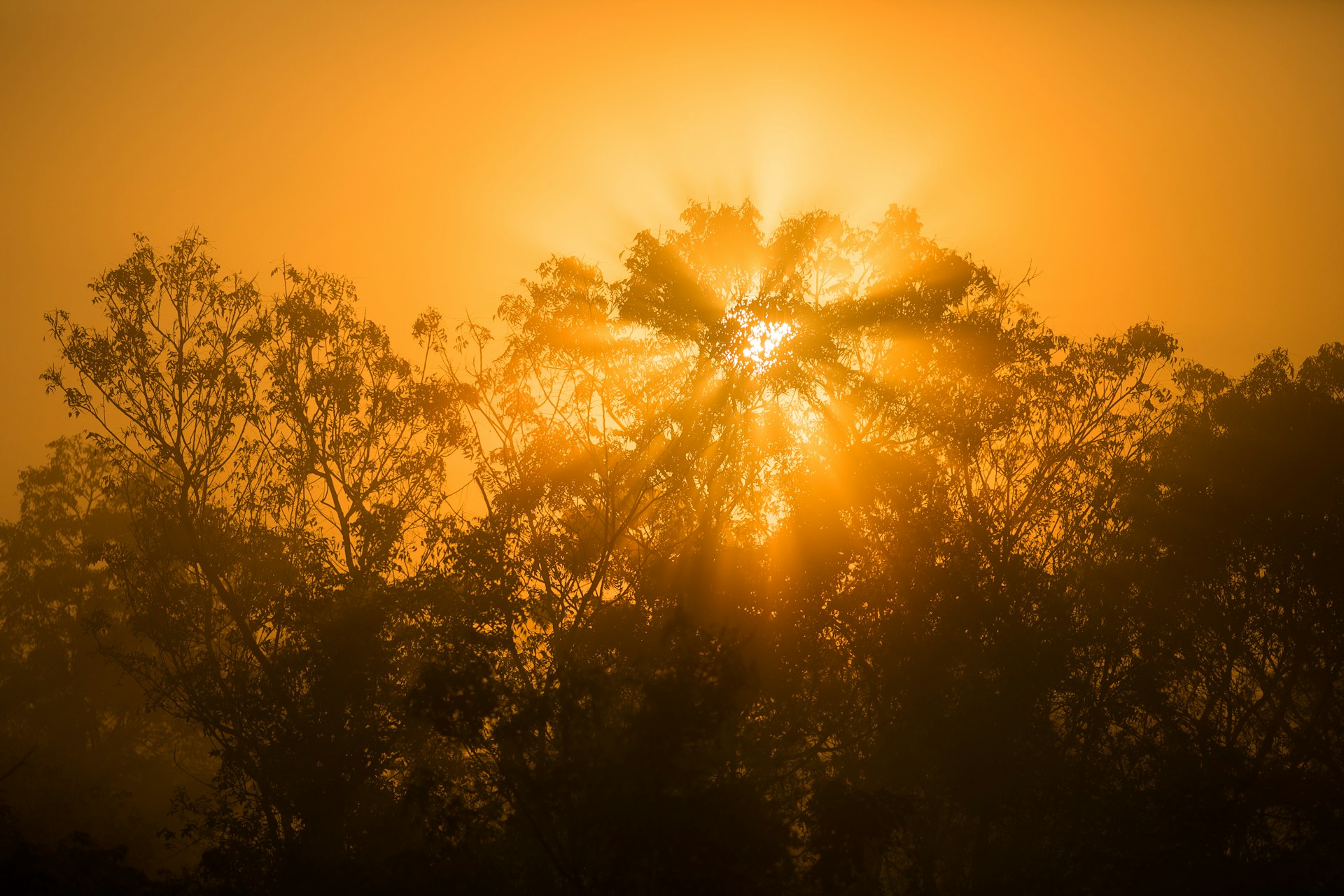 silhouette photo of trees