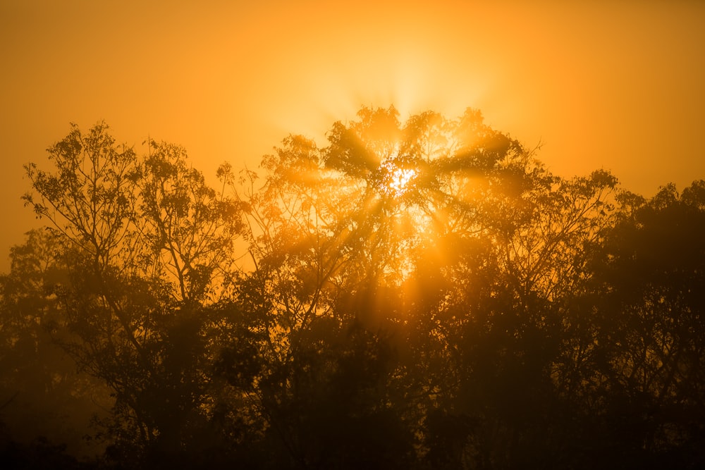 silhouette photo of trees