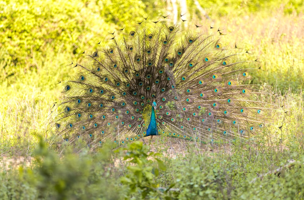 blue and green peacock spreading tail on grassland