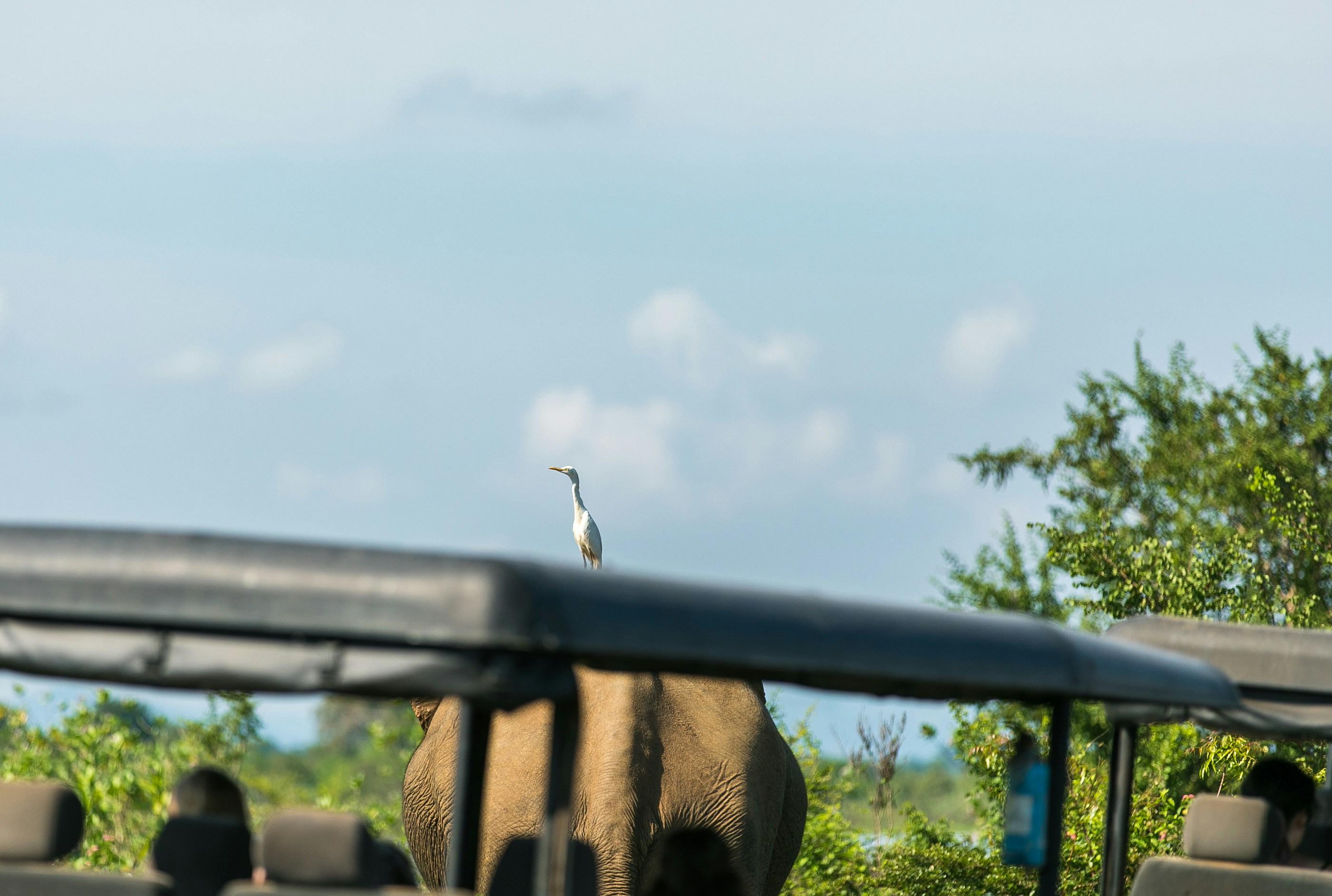Ridiyagama Safari Park elephants in water near Yala Sri Lanka