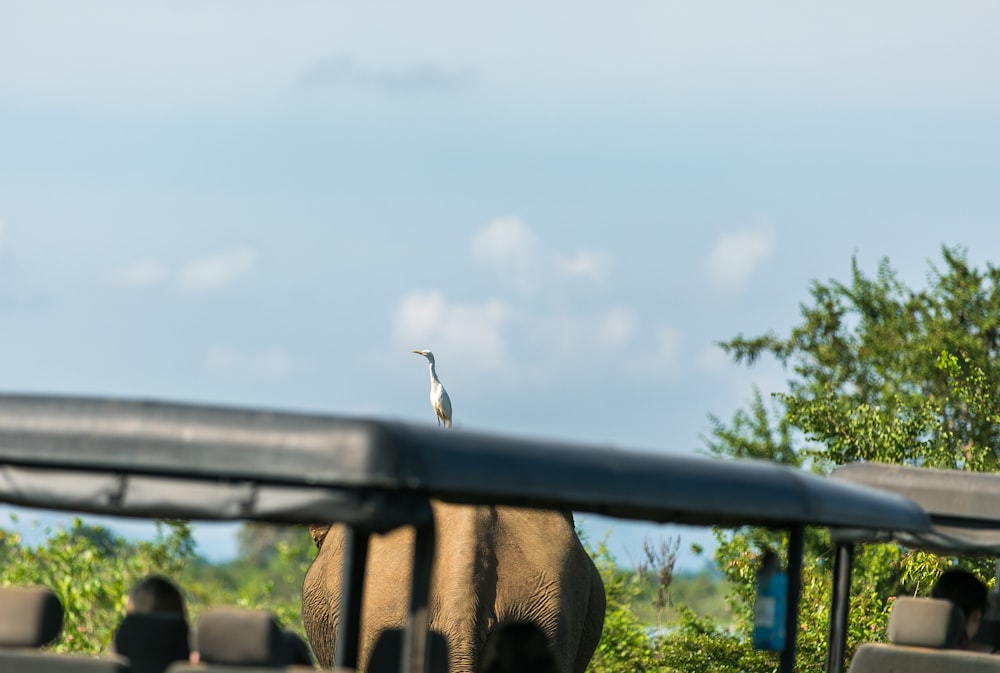 selective focus photo of elephant