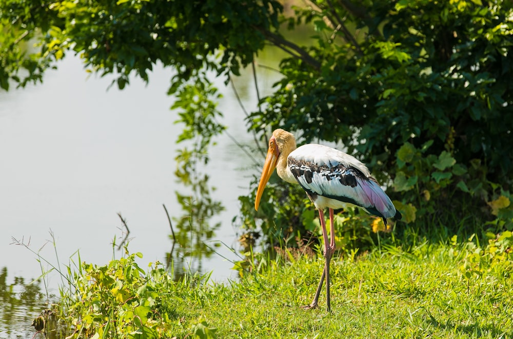 white and brown long-beaked bird near body of water