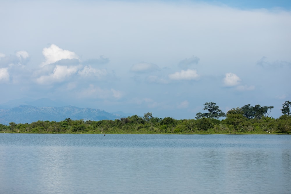 panoramic photography of trees near body of water \