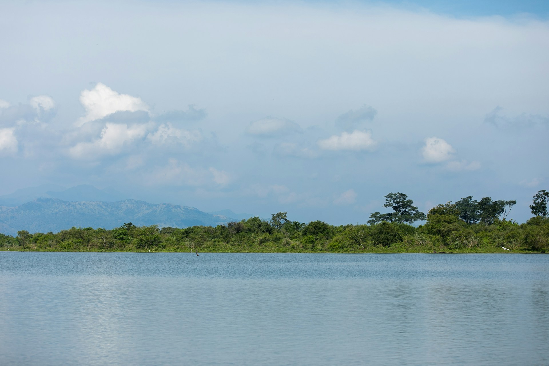 panoramic photography of trees near body of water \