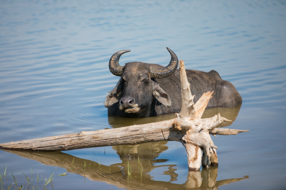 bufalo nero sul lago