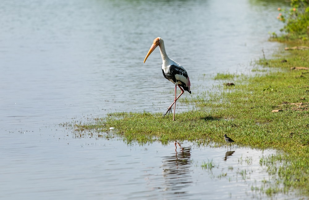 white and black long-beaked bird near body of water