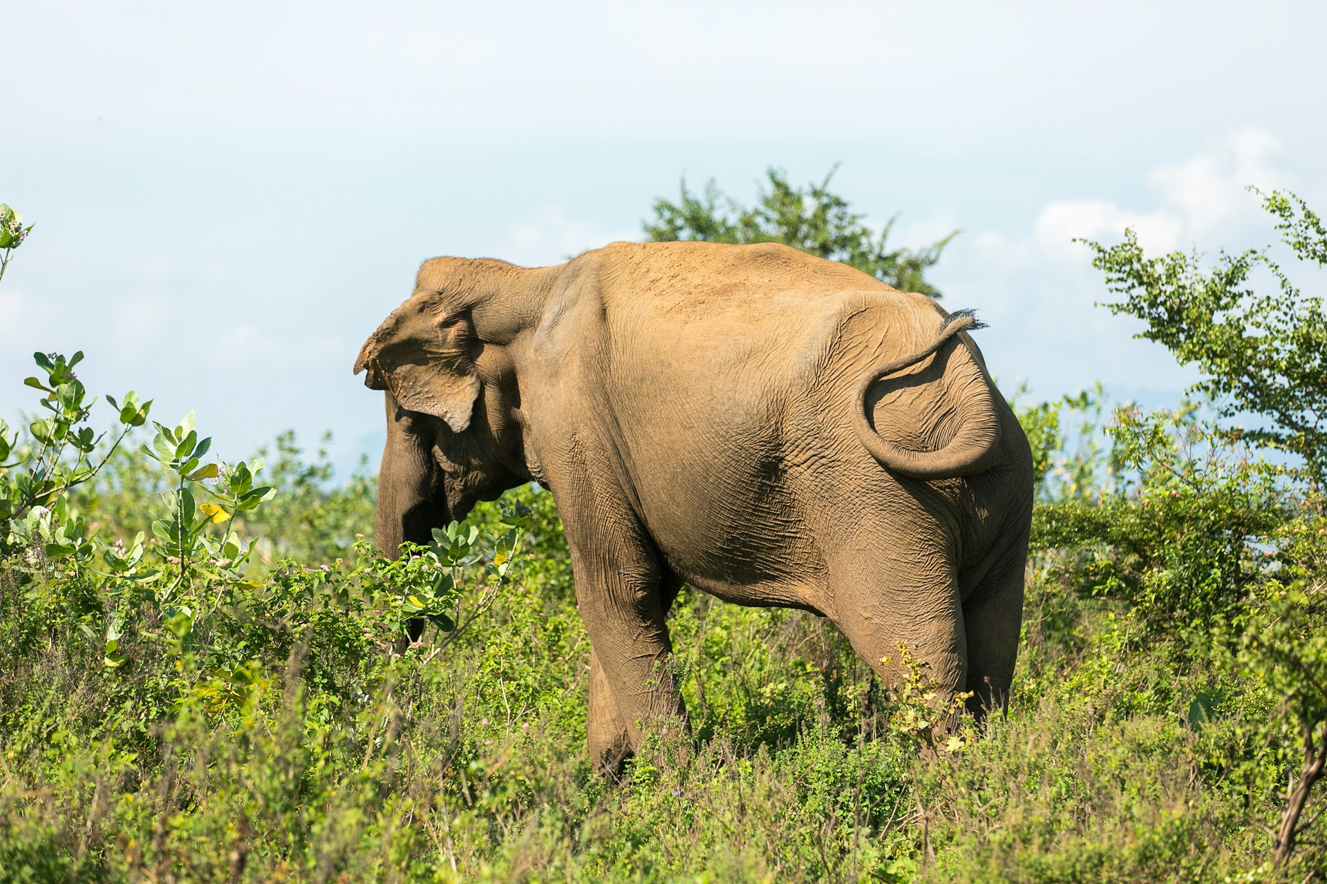 brown elephant on grassy field