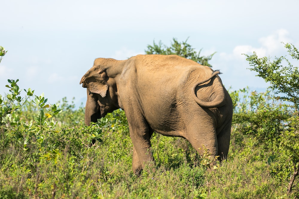 brown elephant on grassy field