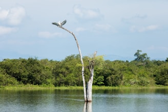 gray bird preaching tree