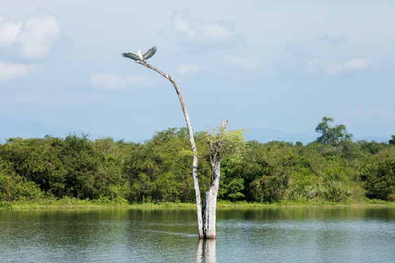 gray bird preaching tree