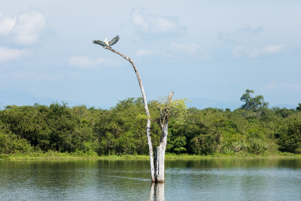 gray bird preaching tree