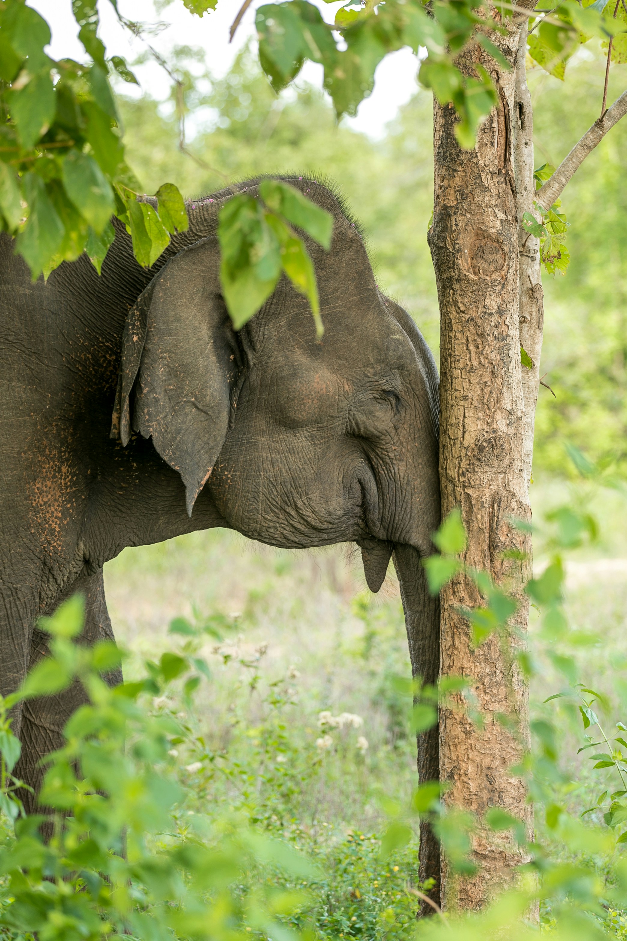 elephant scratching trunk on tree