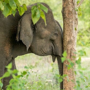 elephant scratching trunk on tree