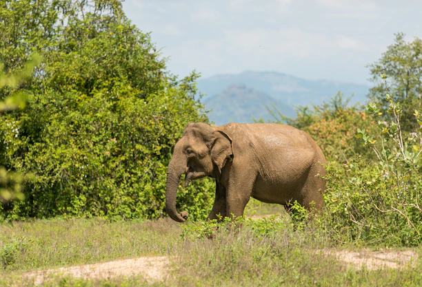 An elephant walking near the guesthouse grounds with trees and blue sky in the background.