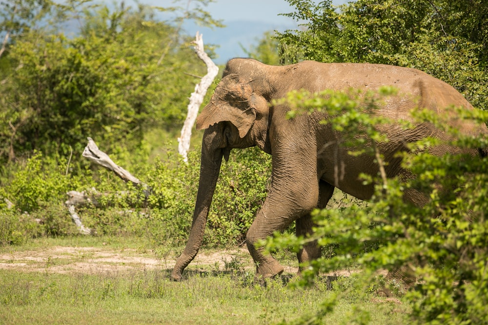 elephant walking behind bushes