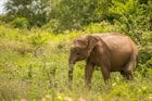 gray elephant on grass field