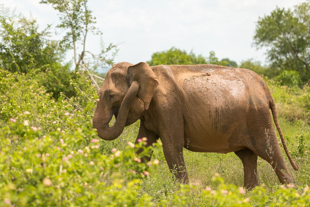 elephant grazing on grassland