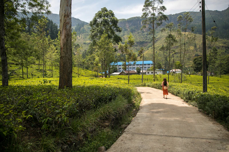 A Day in Tea Country: From Leaf to Cup