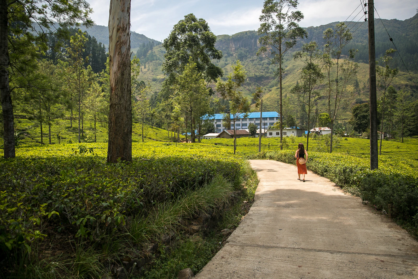 Woman walking a path through a tea plantation in Nuwara Eliya, Sri Lanka