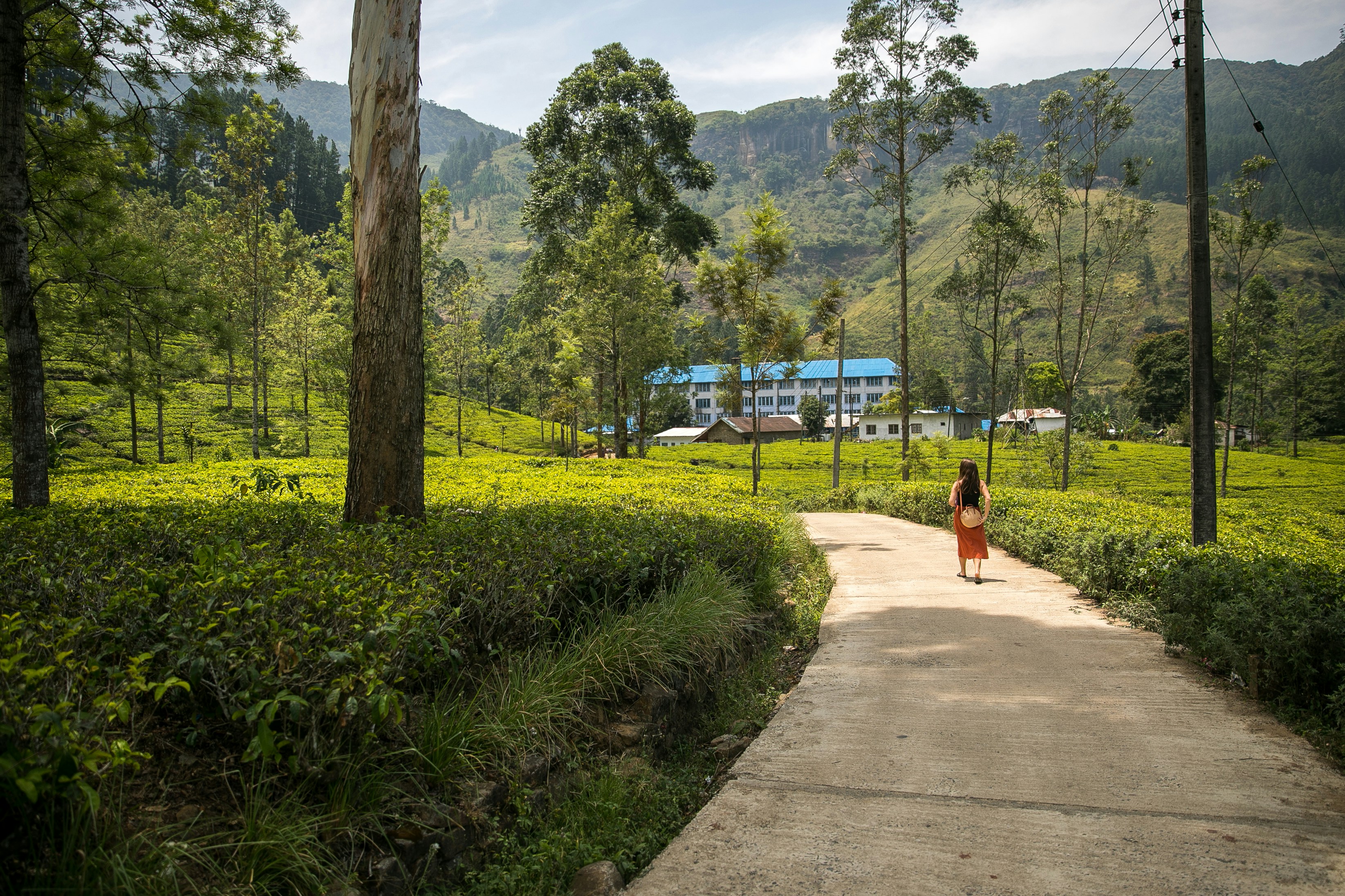 Tea plantations