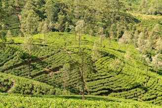Rows of tea plants stretching across a vibrant green hillside.