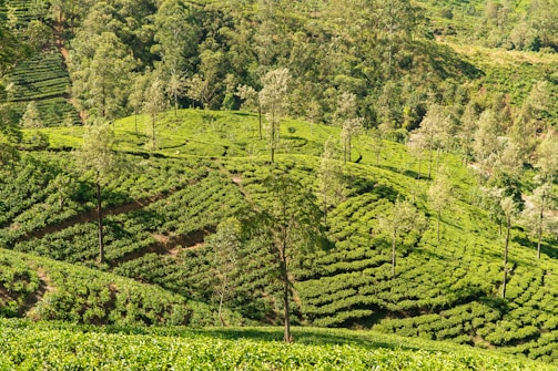 green farm on mountain slope