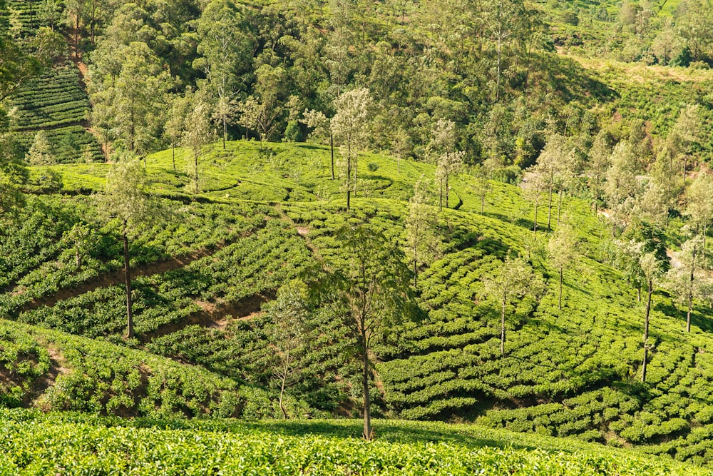 green farm on mountain slope