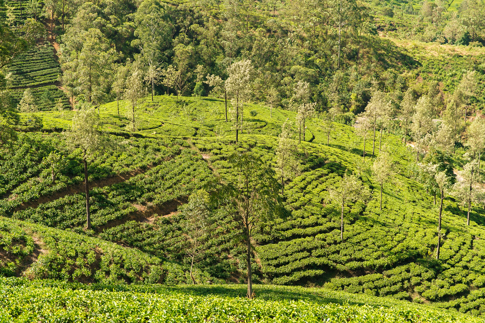 Sri Lanka