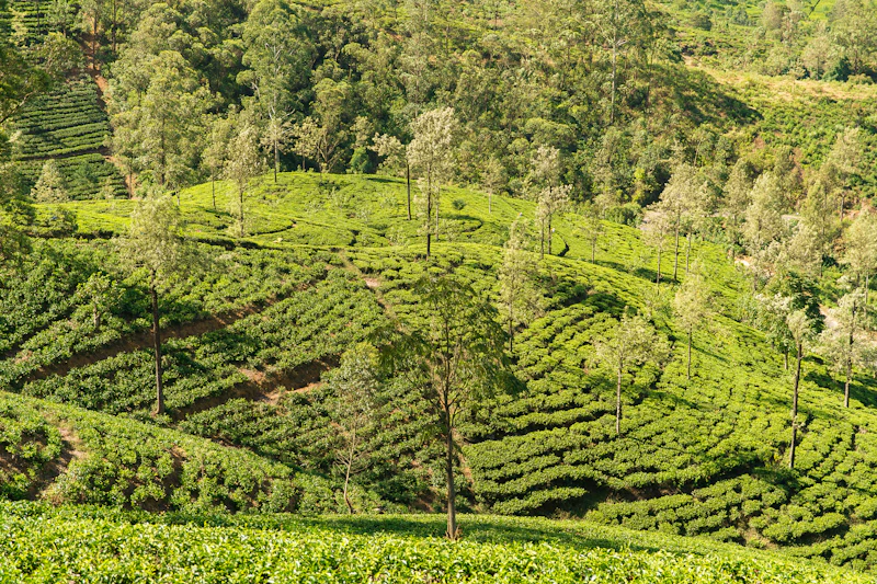 Sri Lanka