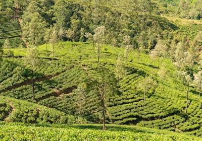 Sri Lanka Rundreisen Teeplantagen
