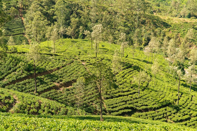 Nuwara Eliya