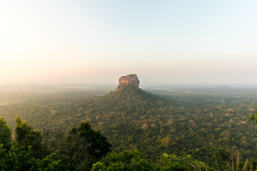 foto aerea della foresta