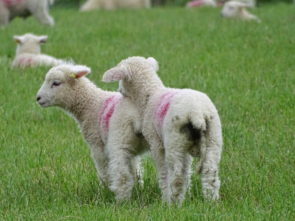 two lambs on grassy field