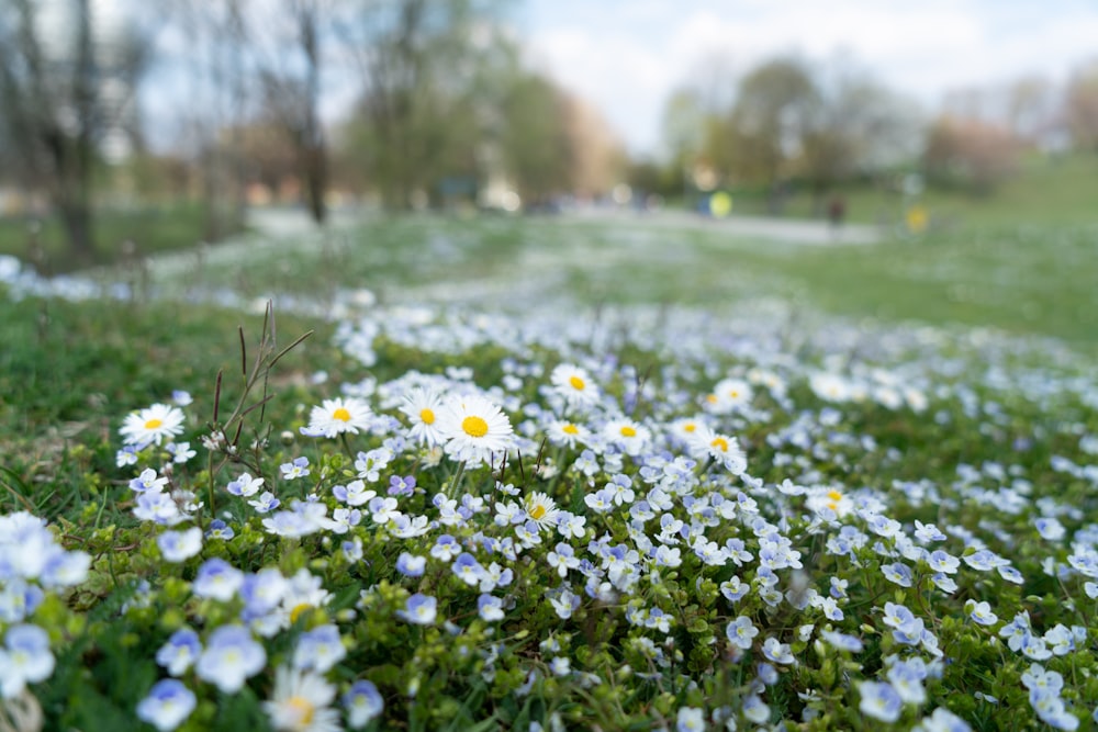 white-petaled flower