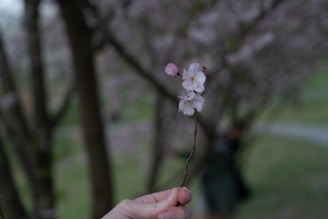 A close-up of hands gently holding a blooming plum blossom symbolizing mindfulness and renewal.