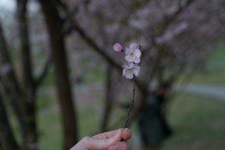 A close-up of hands typing on a keyboard with cherry blossom petals scattered around.