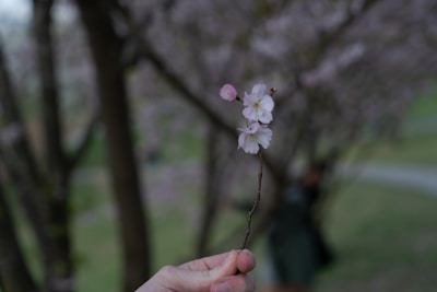 A close-up of hands gently holding a blooming plum blossom symbolizing mindfulness and renewal.