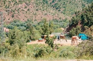 A rural landscape with green hills and scattered trees. Several camels with saddles are standing near a dirt path, accompanied by a person. A small building and a blue truck can be seen in the background. The scene is surrounded by lush vegetation and rolling mountains.