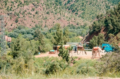 A rural landscape with green hills and scattered trees. Several camels with saddles are standing near a dirt path, accompanied by a person. A small building and a blue truck can be seen in the background. The scene is surrounded by lush vegetation and rolling mountains.