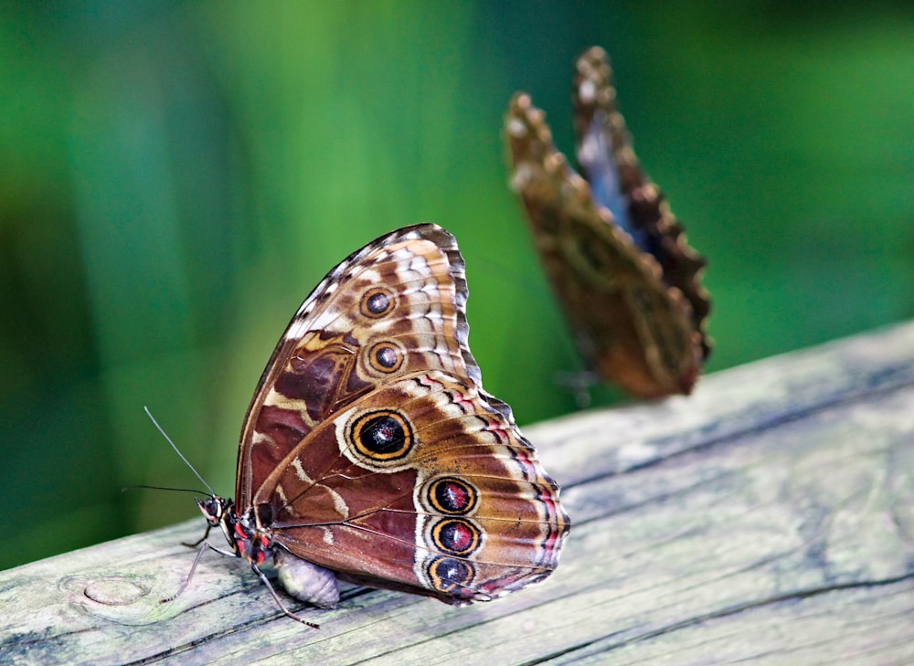 brown butterfly