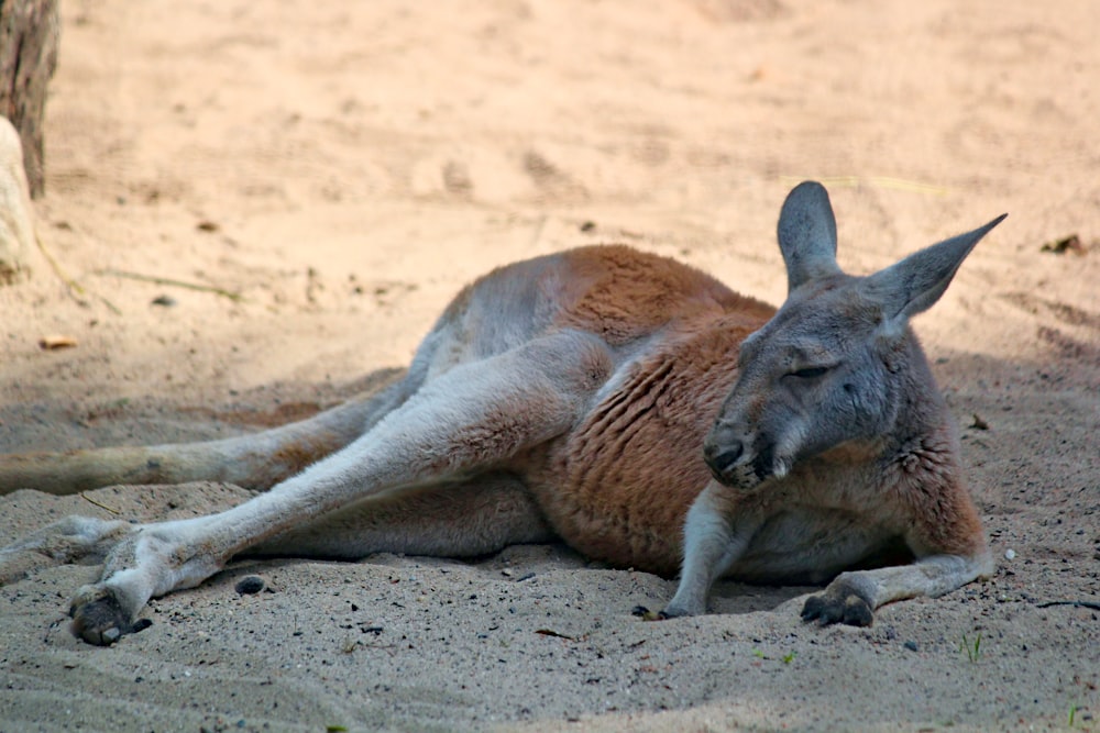 brown and grey kangaroo