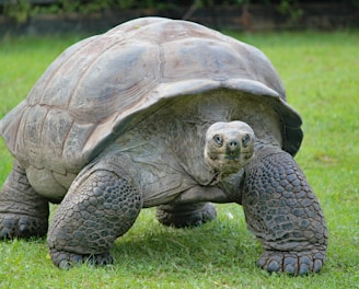 gray and black turtle