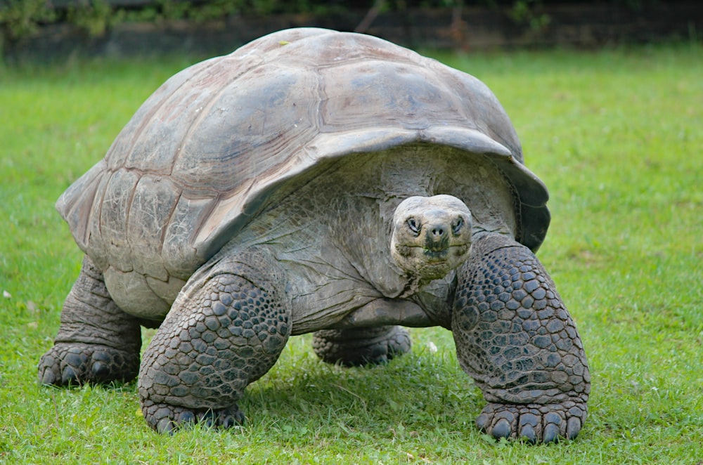 gray and black turtle