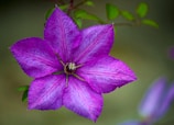 reiki FAQs, energy healing
