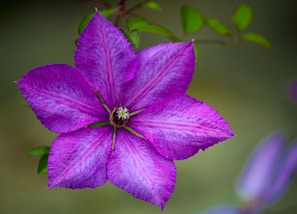 reiki FAQs, energy healing